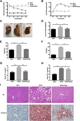 Empagliflozin Alleviates Hepatic Steatosis by Activating the AMPK-TET2-Autophagy Pathway in vivo and in vitro